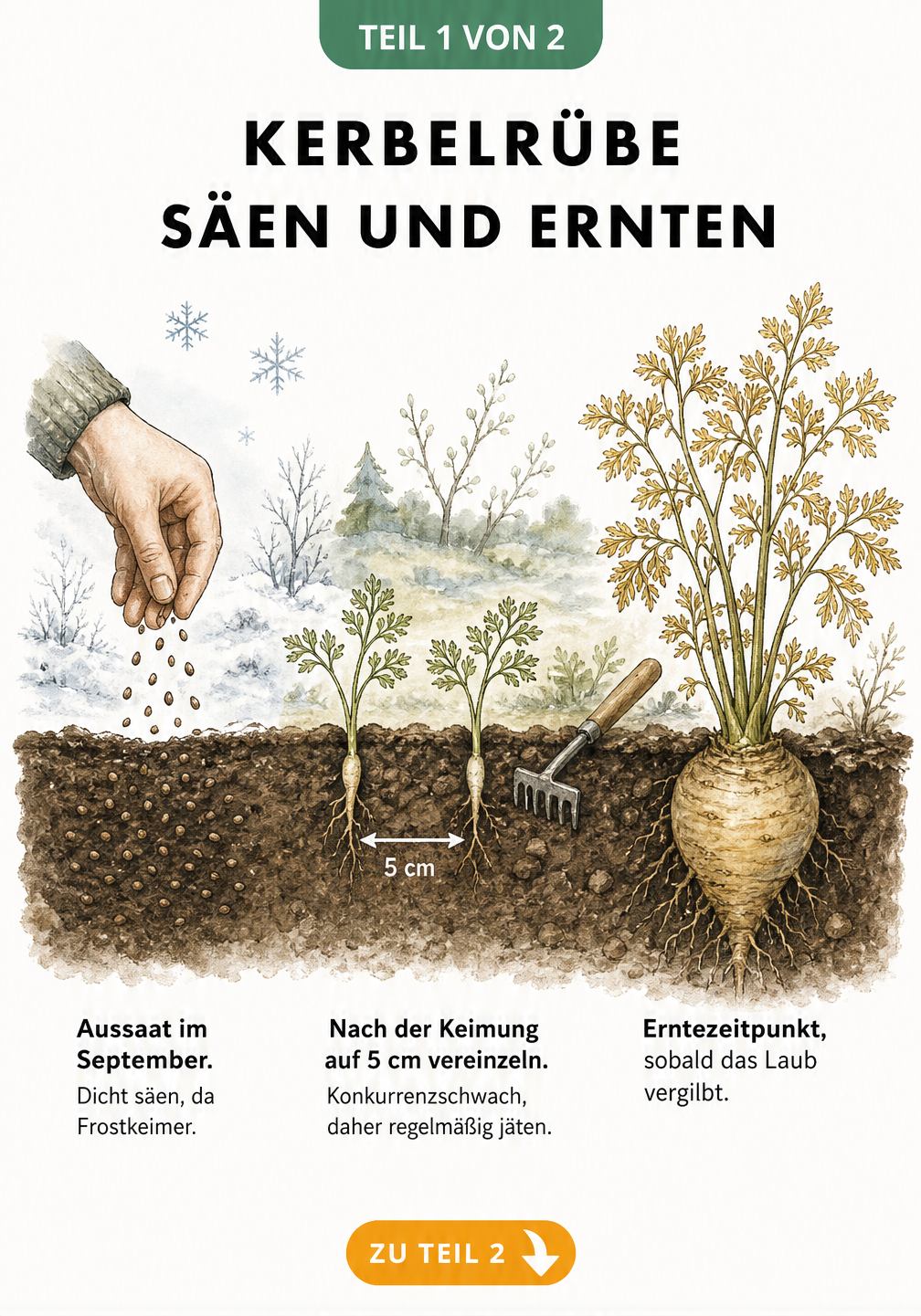 Botanischer Erdschnitt zeigt die Aussaat der Kerbelrübe im Herbst, das Vereinzeln der Keimlinge im Frühjahr und die Ernte der Knolle im Sommer.