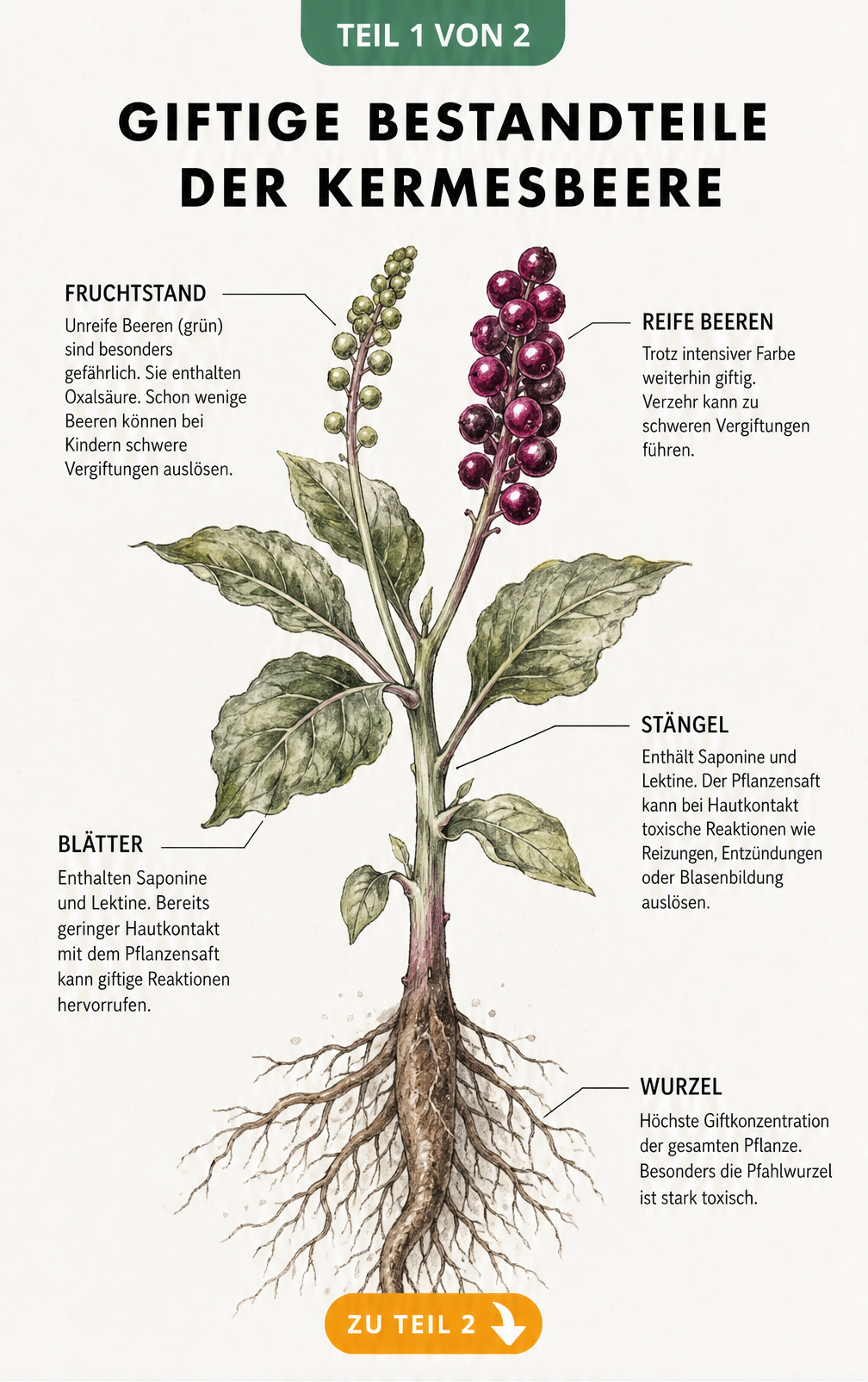 Botanische Illustration der Kermesbeere mit Markierungen der giftigen Pflanzenteile wie Wurzeln, Blätter und Beeren