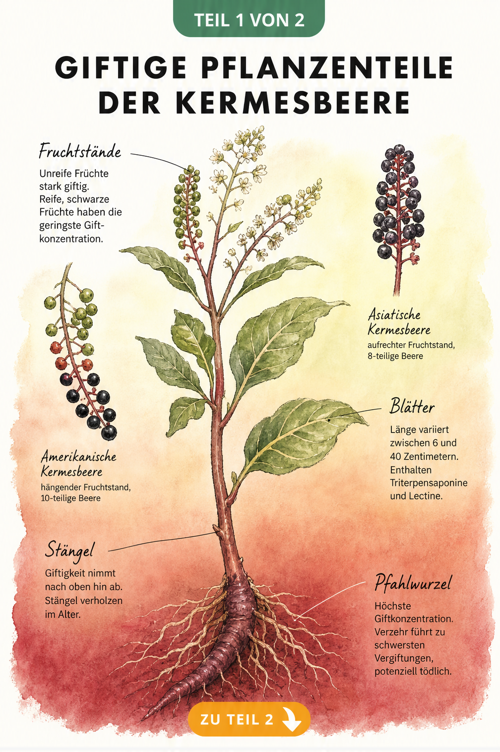 Botanische Illustration der Kermesbeere mit Wurzel, Stängel, Blättern und Blüten, die den abnehmenden Giftgehalt von der Wurzel bis zu den reifen Früchten...