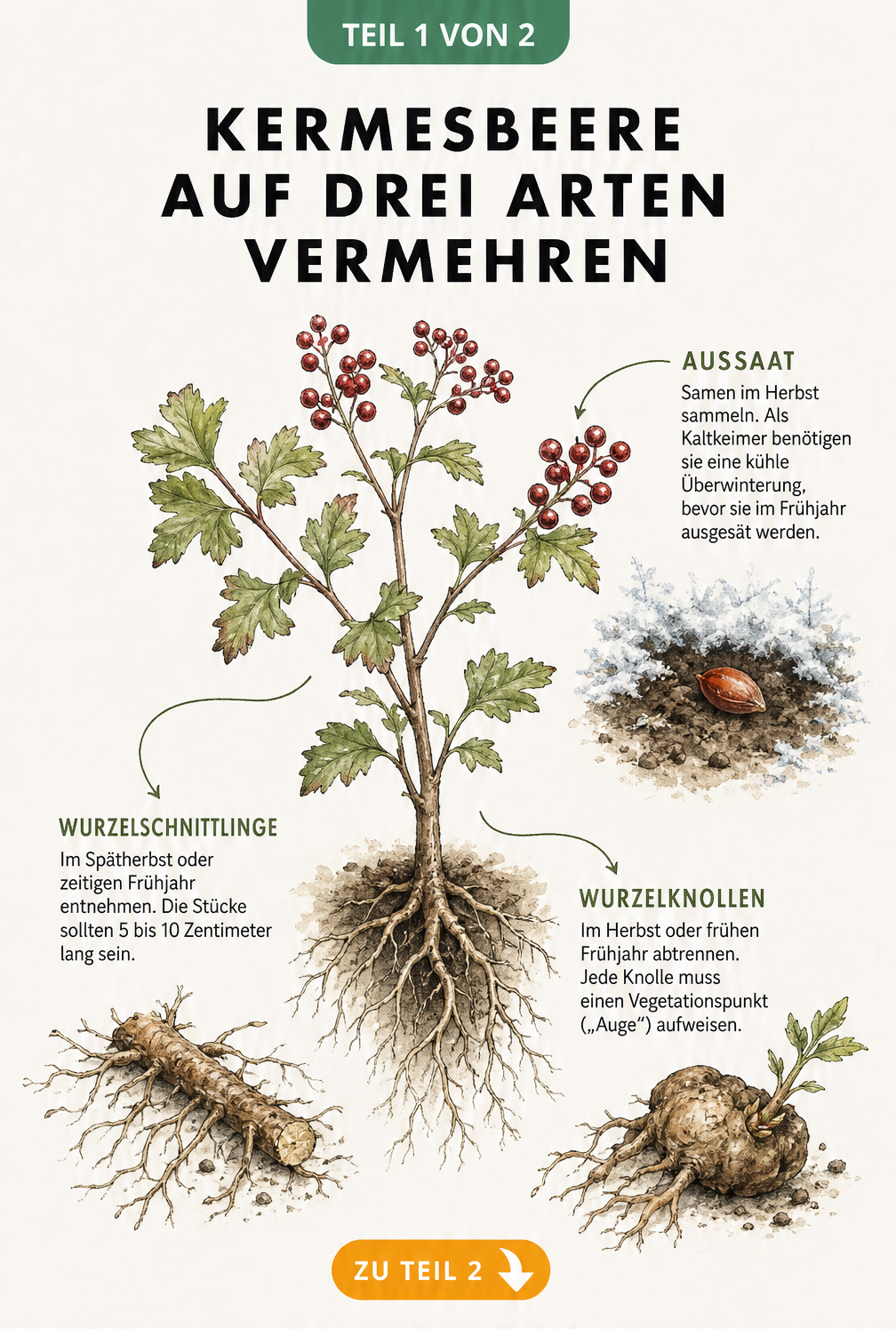 Botanische Illustration der Kermesbeere mit drei Vermehrungsmethoden: Aussaat, Wurzelschnittlinge und Wurzelknollen