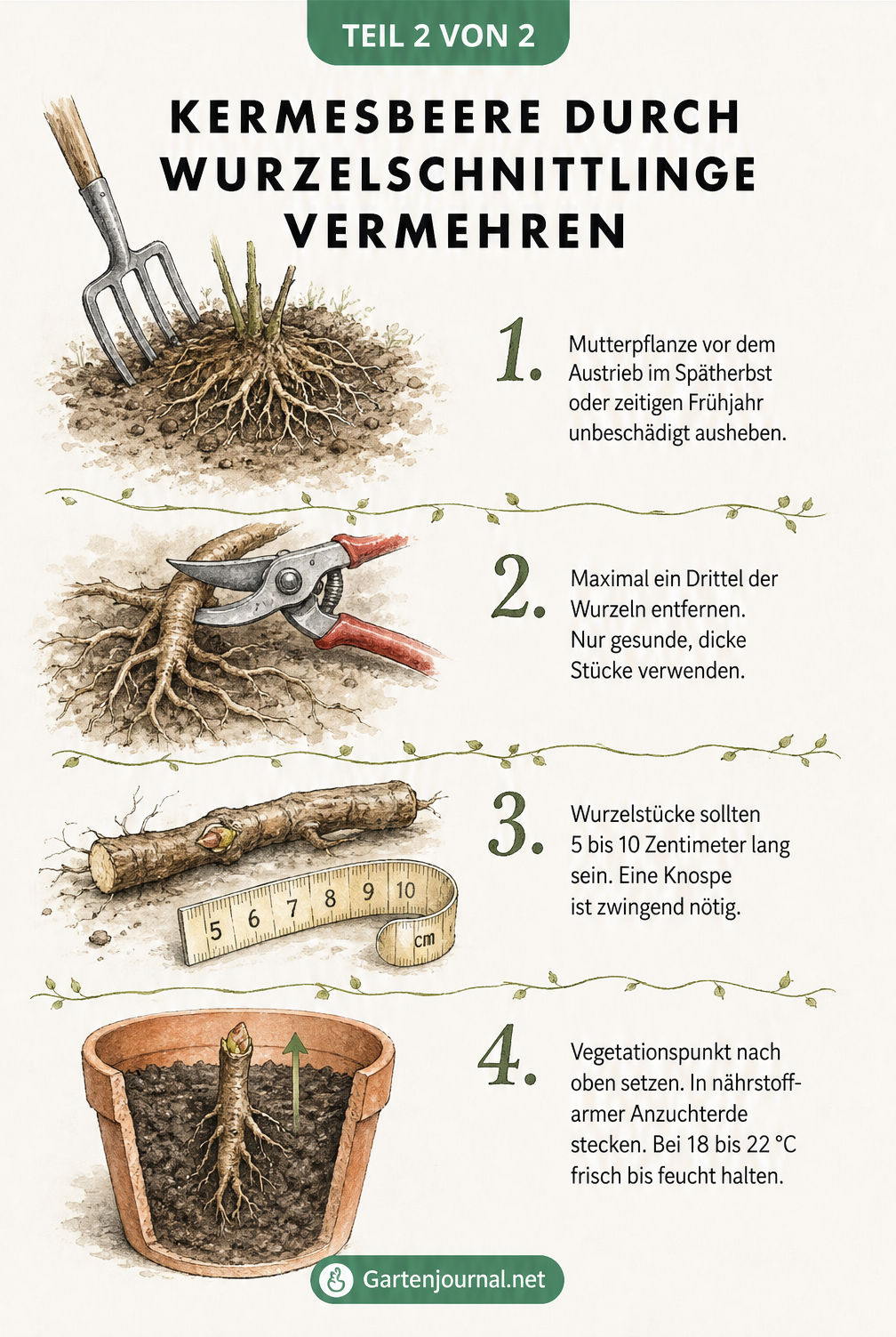 Vierteilige Anleitung zur Vermehrung der Kermesbeere durch Wurzelschnittlinge mit Grabegabel, Gartenschere und Tontopf