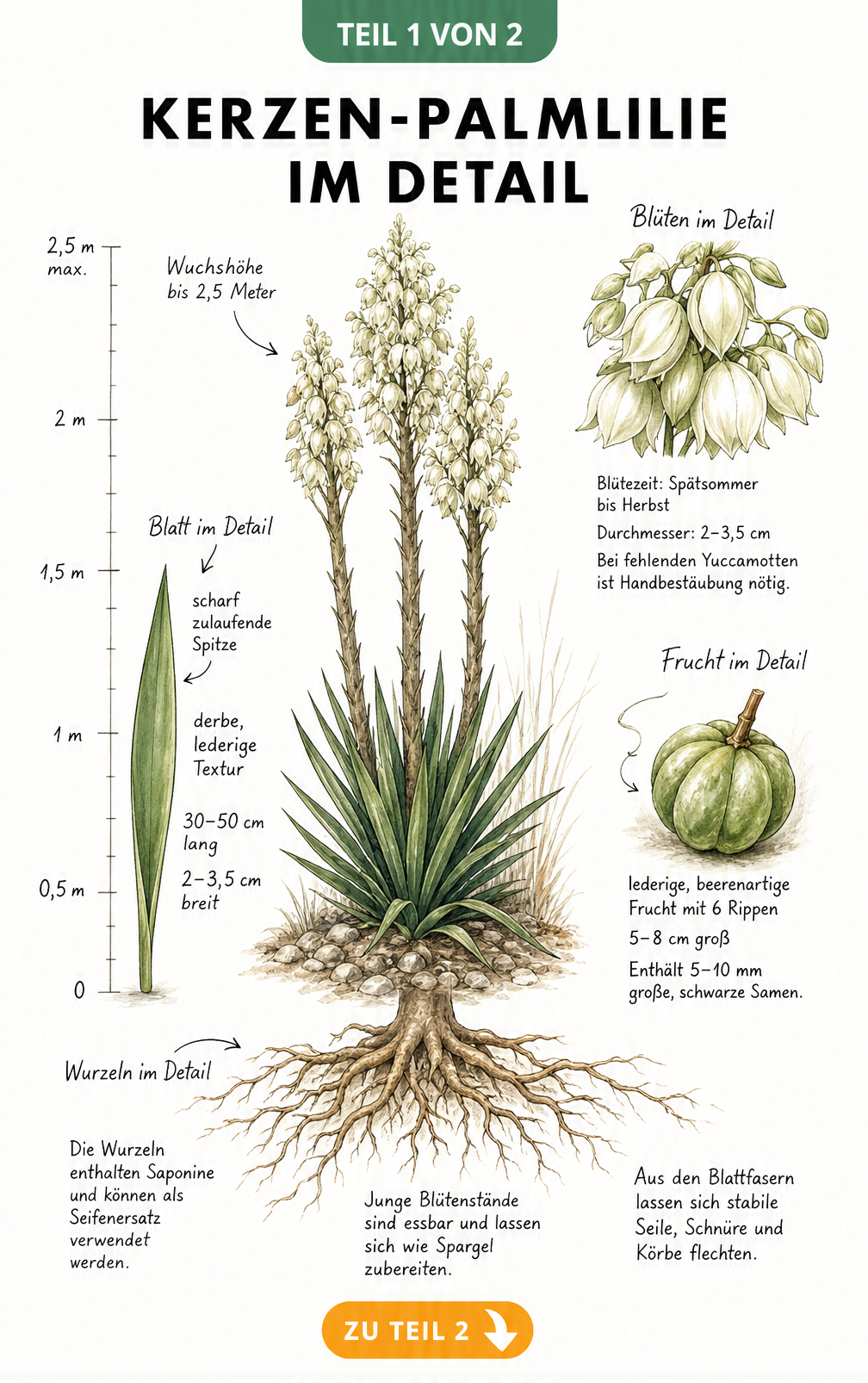 Botanische Illustration der Kerzen-Palmlilie mit Details zu Blüten, Früchten, Blättern und Wurzeln