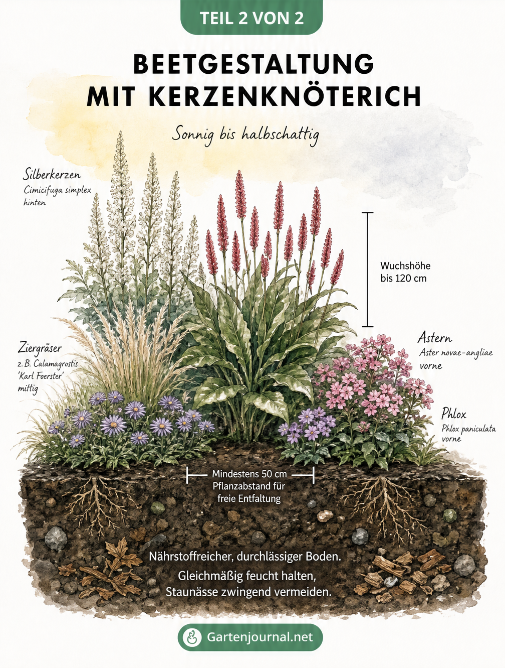 Querschnitt eines Gartenbeets mit Kerzenknöterich, Silberkerzen und Astern zur Veranschaulichung von Höhenstaffelung und Pflanzabstand