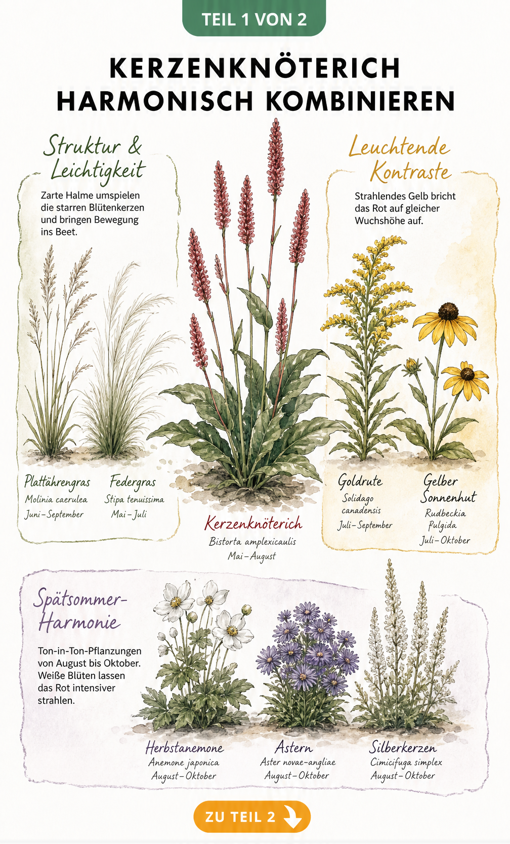 Aquarell-Illustration von Kerzenknöterich mit passenden Begleitpflanzen wie Ziergräsern, Goldrute und Astern