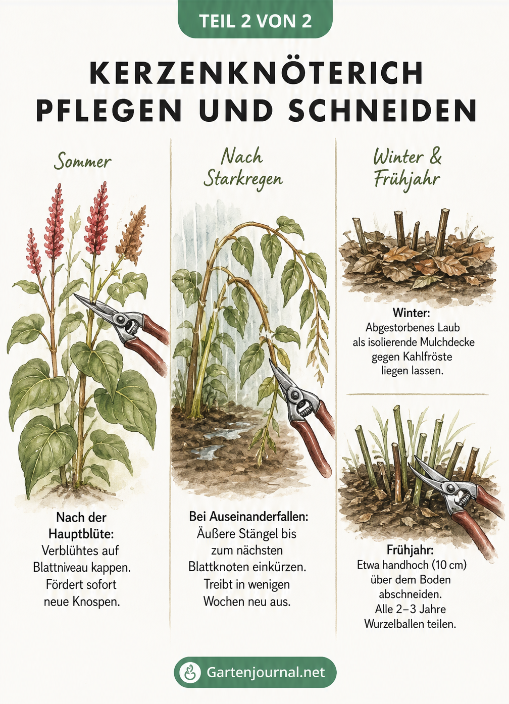 Illustration zum Schneiden des Kerzenknöterichs im Sommer, nach Starkregen und im Frühjahr