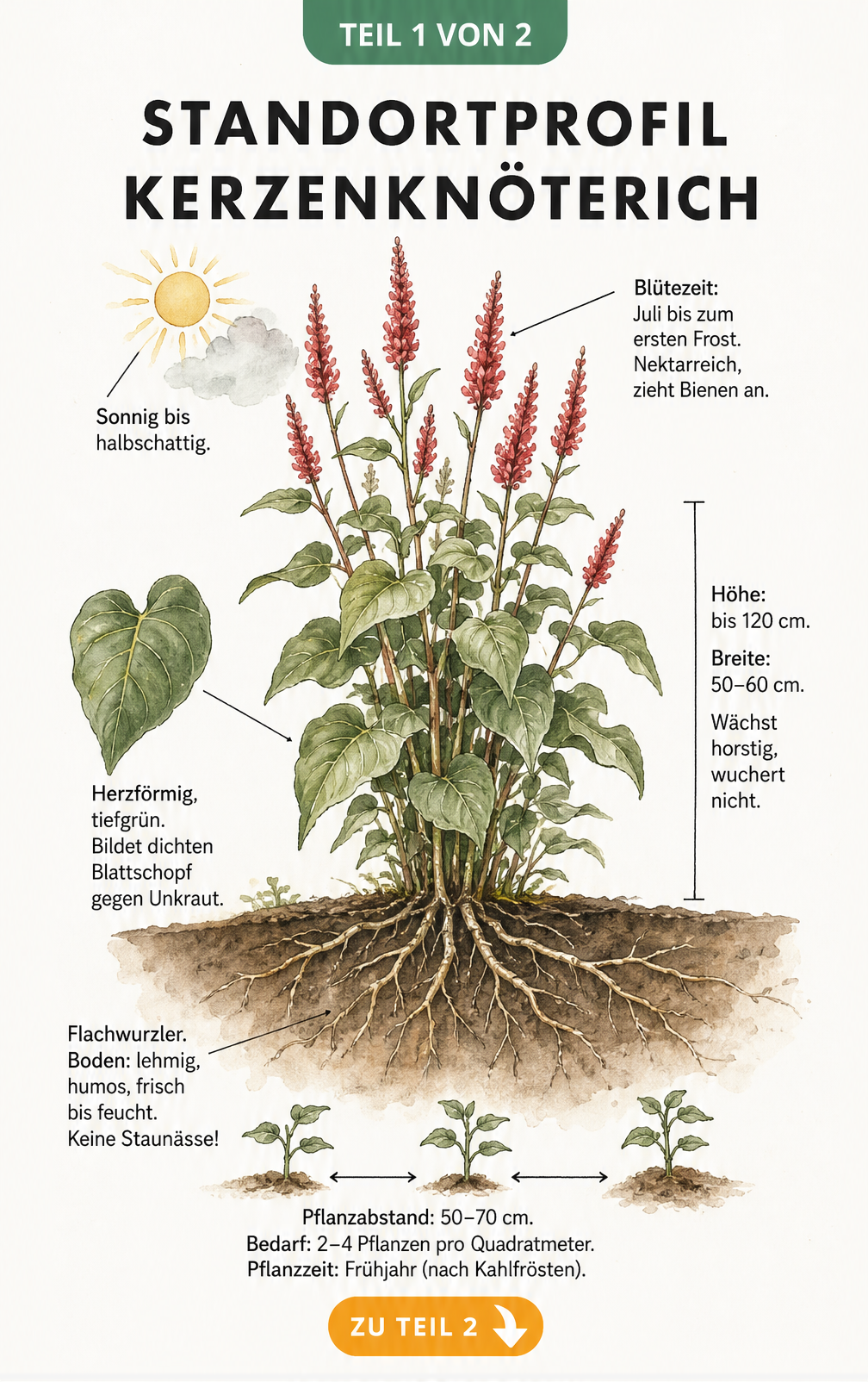 Botanische Illustration des Kerzenknöterichs mit Details zu Blüten, Blättern, Wurzeln und Standortbedingungen