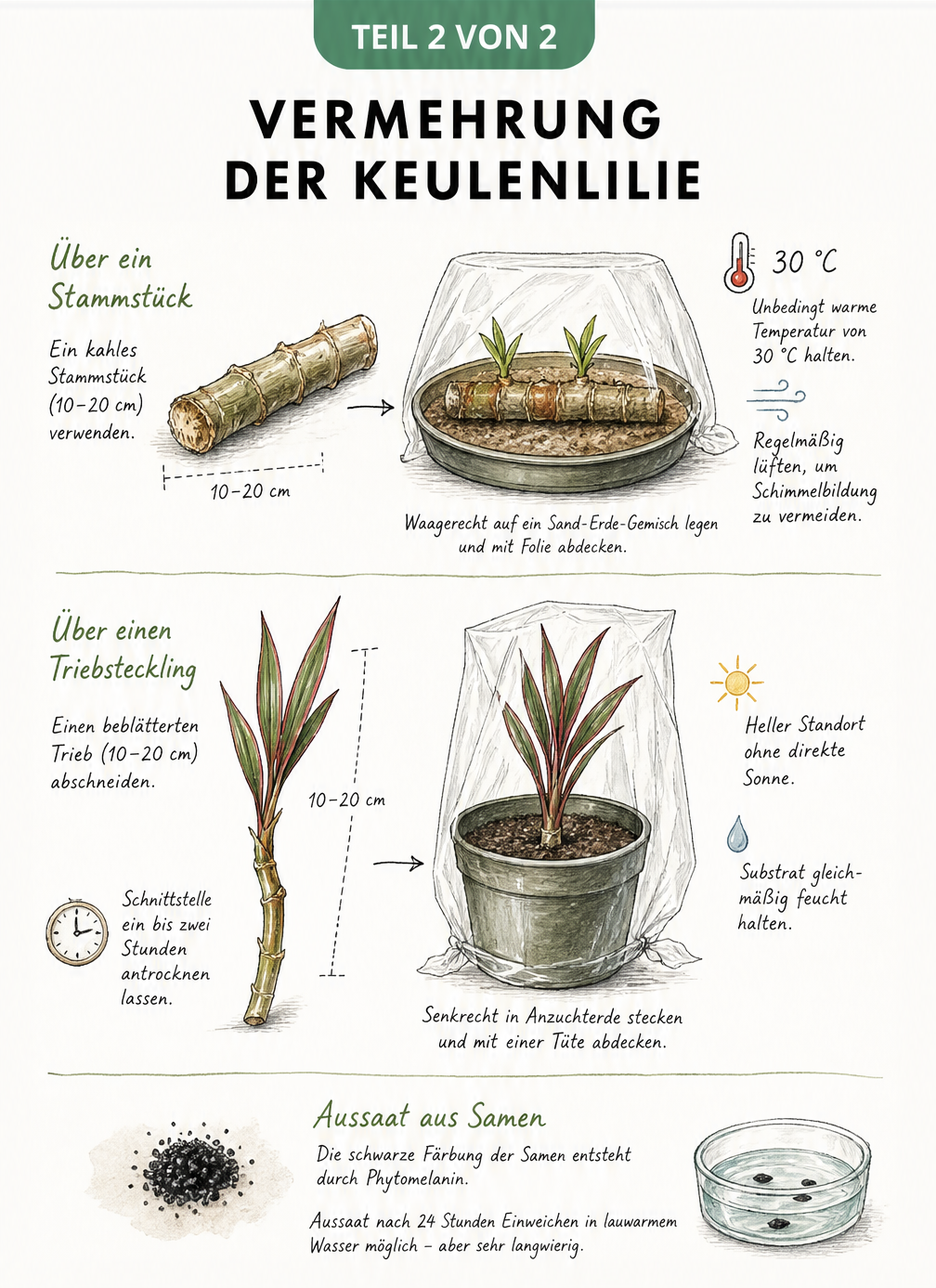 Skizze zur Vermehrung der Keulenlilie durch waagerechte Stammstücke, senkrechte Triebstecklinge und Aussaat