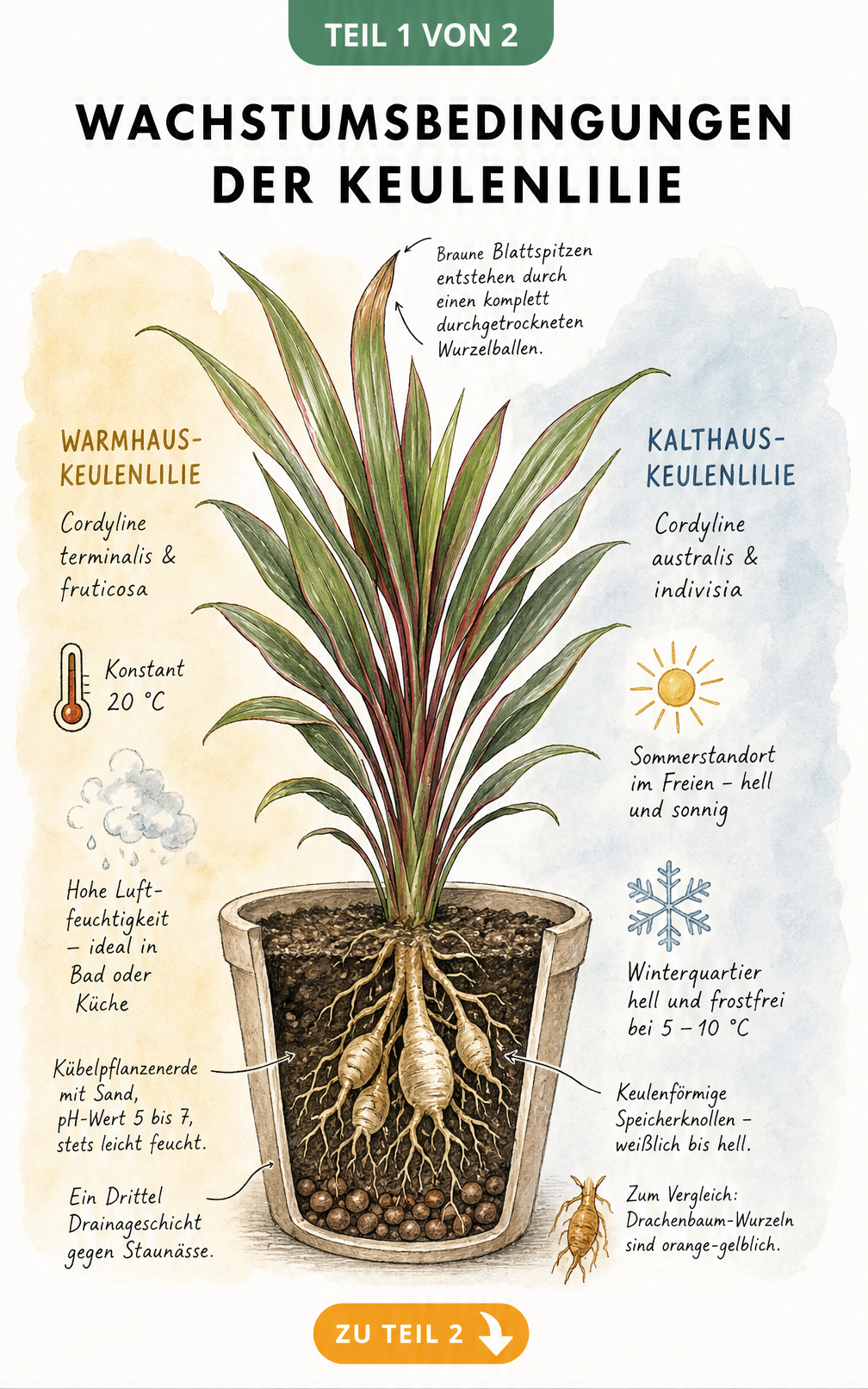 Botanische Illustration einer Keulenlilie im Pflanzgefäß mit Schnittzeichnung der Wurzeln und Pflegehinweisen für Warmhaus und Kalthaus