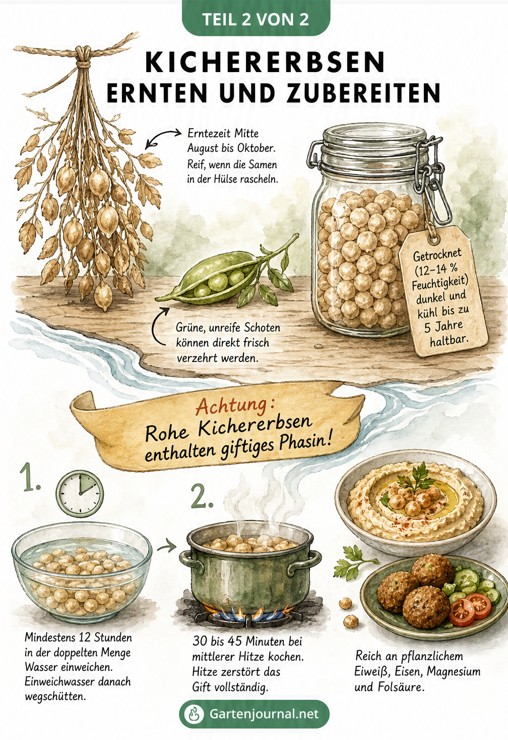 Illustration von getrockneten Kichererbsensträuchern, Einweichprozess und kochendem Topf zur Entgiftung