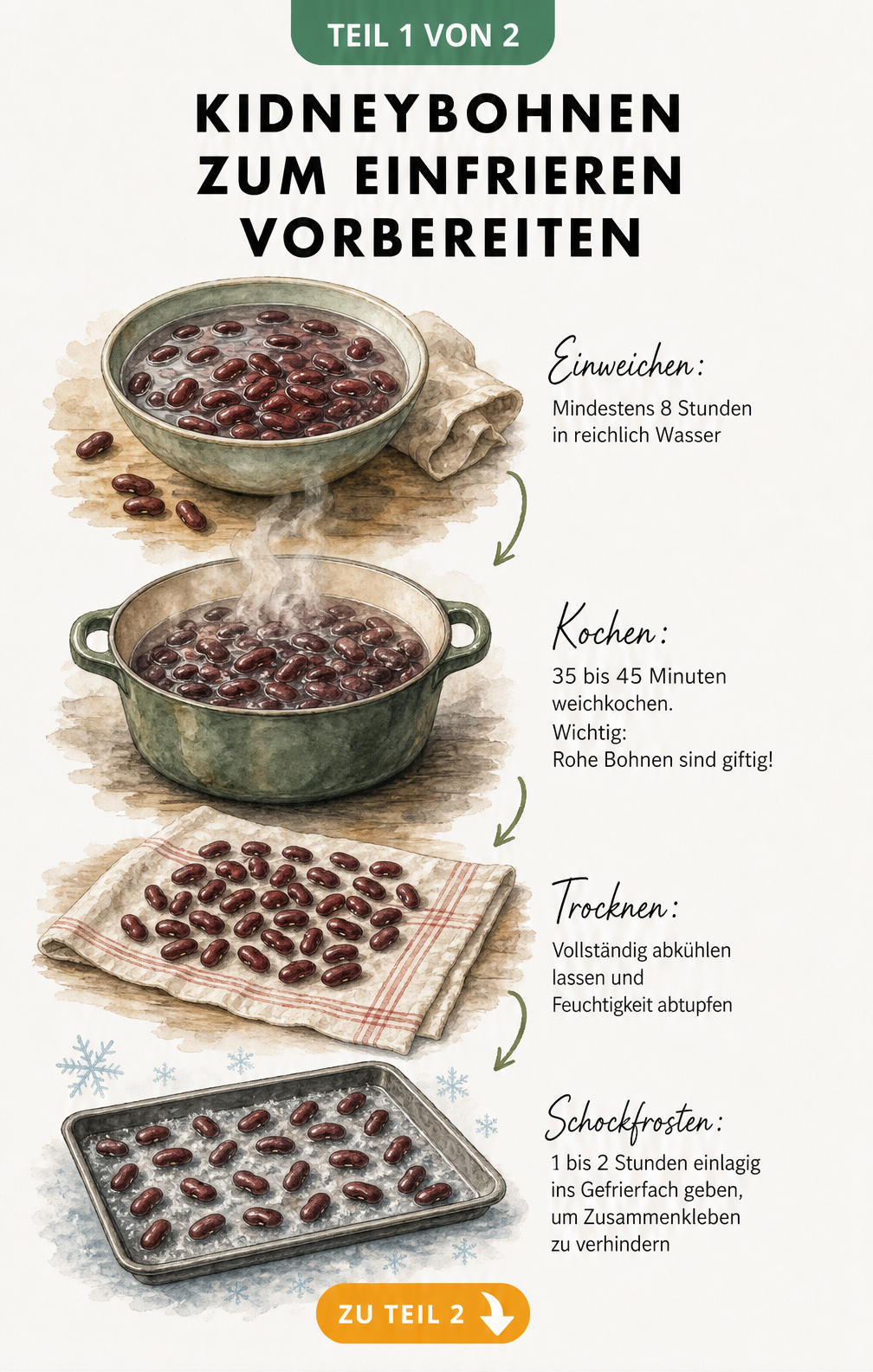 Illustration der Vorbereitungsschritte zum Einfrieren von Kidneybohnen: Einweichen, Kochen, Trocknen und Schockfrosten auf einem Backblech.