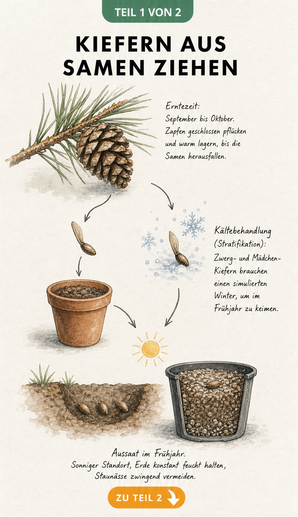 Botanische Illustration zur Aussaat von Kiefernsamen, von der Zapfenernte über die Kältebehandlung bis zur Keimung im Freiland und Topf.