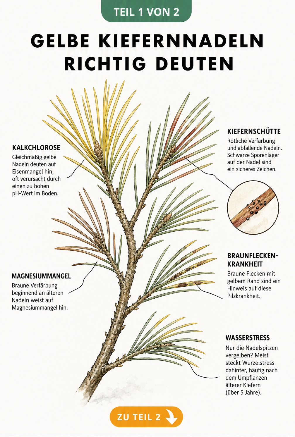 Botanische Illustration eines Kiefernzweigs, die verschiedene Ursachen für gelbe und braune Nadeln wie Eisenmangel, Magnesiummangel, Kiefernschütte und...