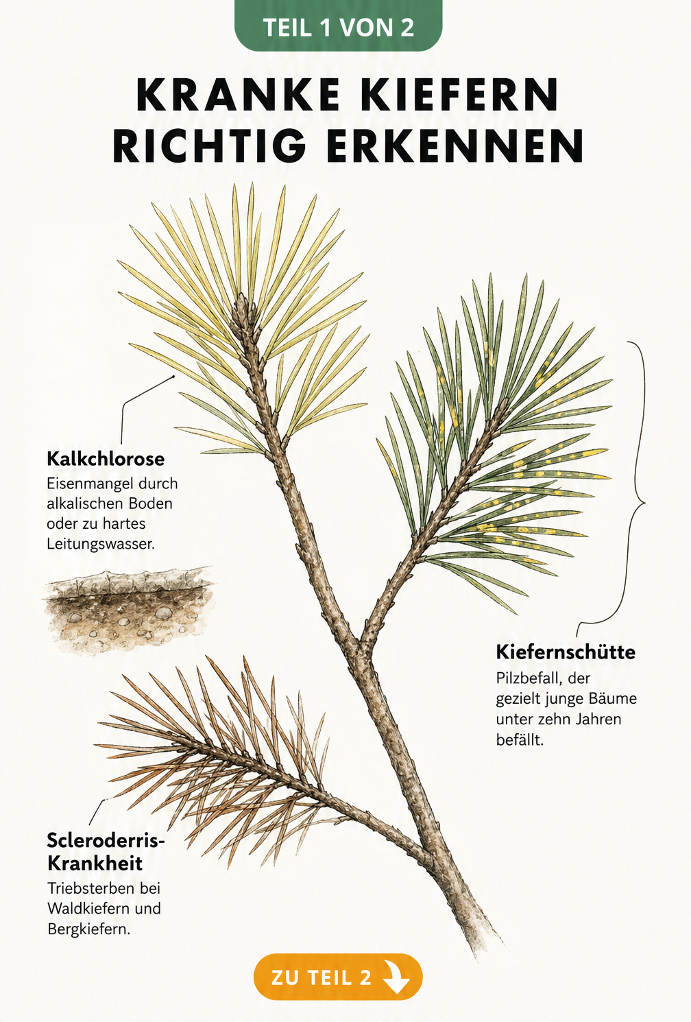 Botanische Illustration eines Kiefernzweigs mit Schadbildern von Kalkchlorose, Kiefernschütte und Scleroderris-Krankheit