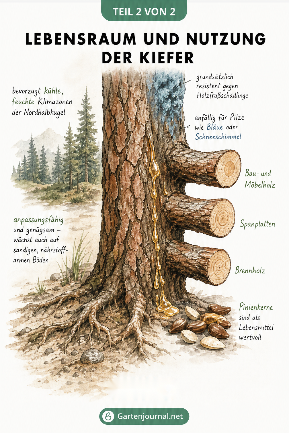 Illustration eines Kiefernstamms mit Wurzeln, Holzstruktur und Harz