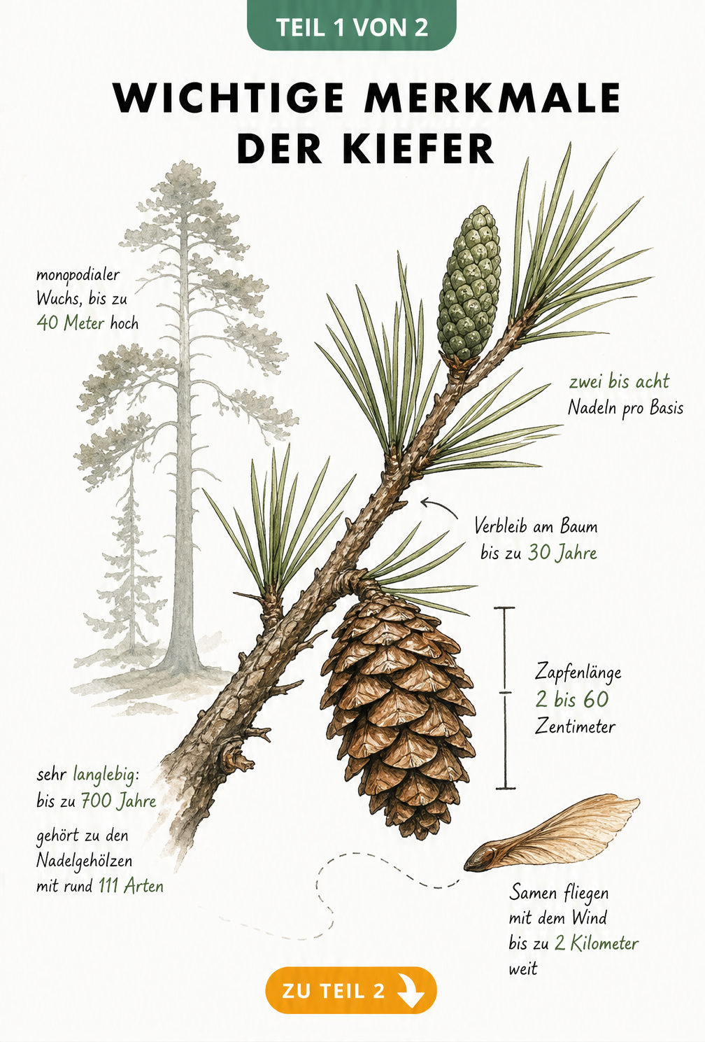 Botanische Illustration eines Kiefernzweigs mit Nadeln, Zapfen und Samen