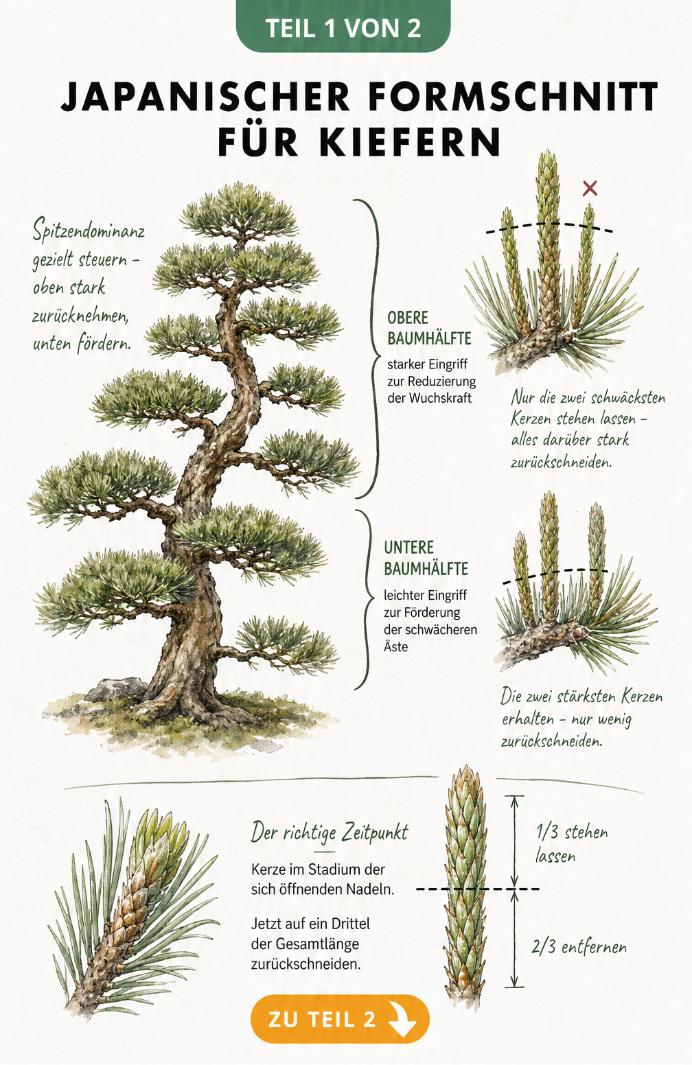 Botanische Skizze einer asymmetrischen Kiefer im Niwaki-Stil mit Detailzeichnungen zum Rückschnitt der Kerzen