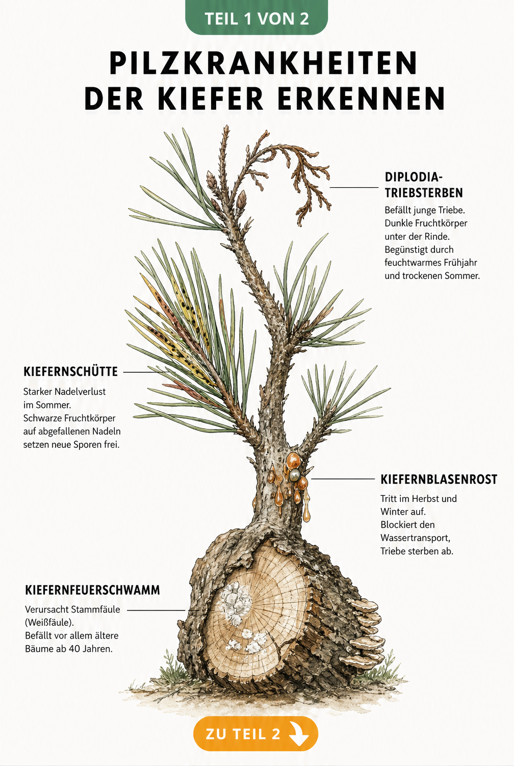Illustration eines Kiefernzweigs und Baumstamms mit Symptomen von Diplodia-Triebsterben, Kiefernschütte, Kiefernblasenrost und Kiefernfeuerschwamm.