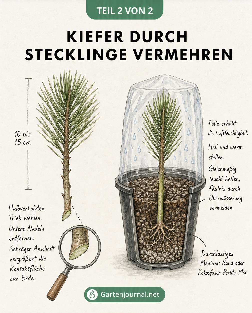 Skizze zur Vermehrung von Kiefern durch Stecklinge, zeigt den schrägen Anschnitt des Triebes und den Aufbau des Pflanzgefäßes mit Folienabdeckung.