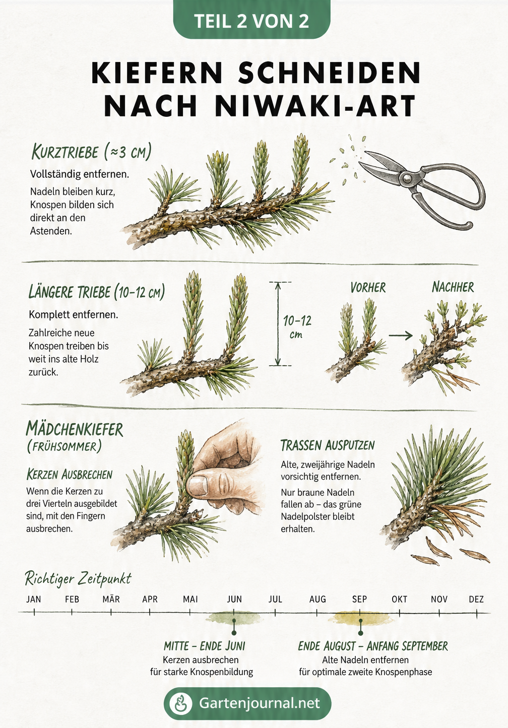 Illustration verschiedener Kiefernzweige mit Anleitung zum Entfernen von Trieben und Ausputzen von Nadeln