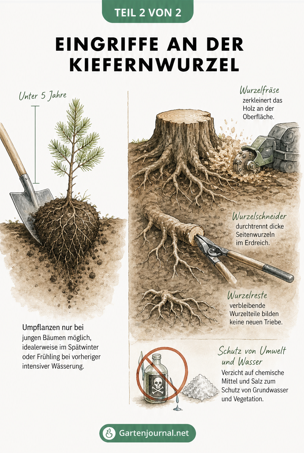 Illustration zum Umgang mit Kiefernwurzeln: Links wird eine junge Kiefer umgepflanzt, rechts wird ein alter Baumstumpf mit Wurzelfräse und Wurzelschneider...
