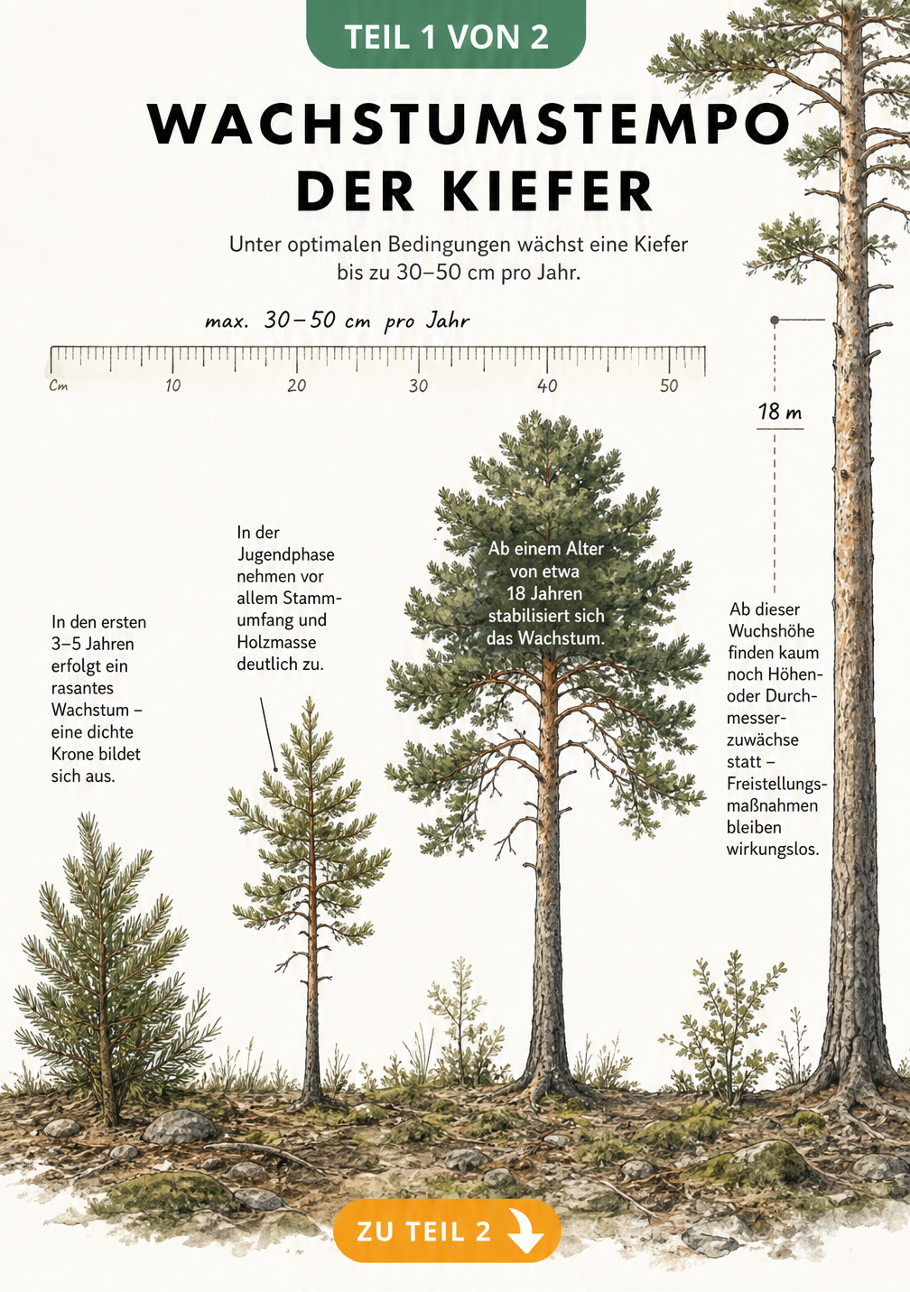 Botanische Illustration der Lebensphasen einer Kiefer mit jährlichem Wachstum von 30 bis 50 Zentimetern