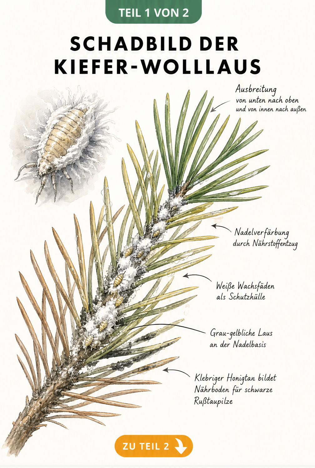 Botanische Illustration eines Kiefernzweigs mit Wolllausbefall, der Nadelverfärbungen und weiße Wachsfäden zeigt