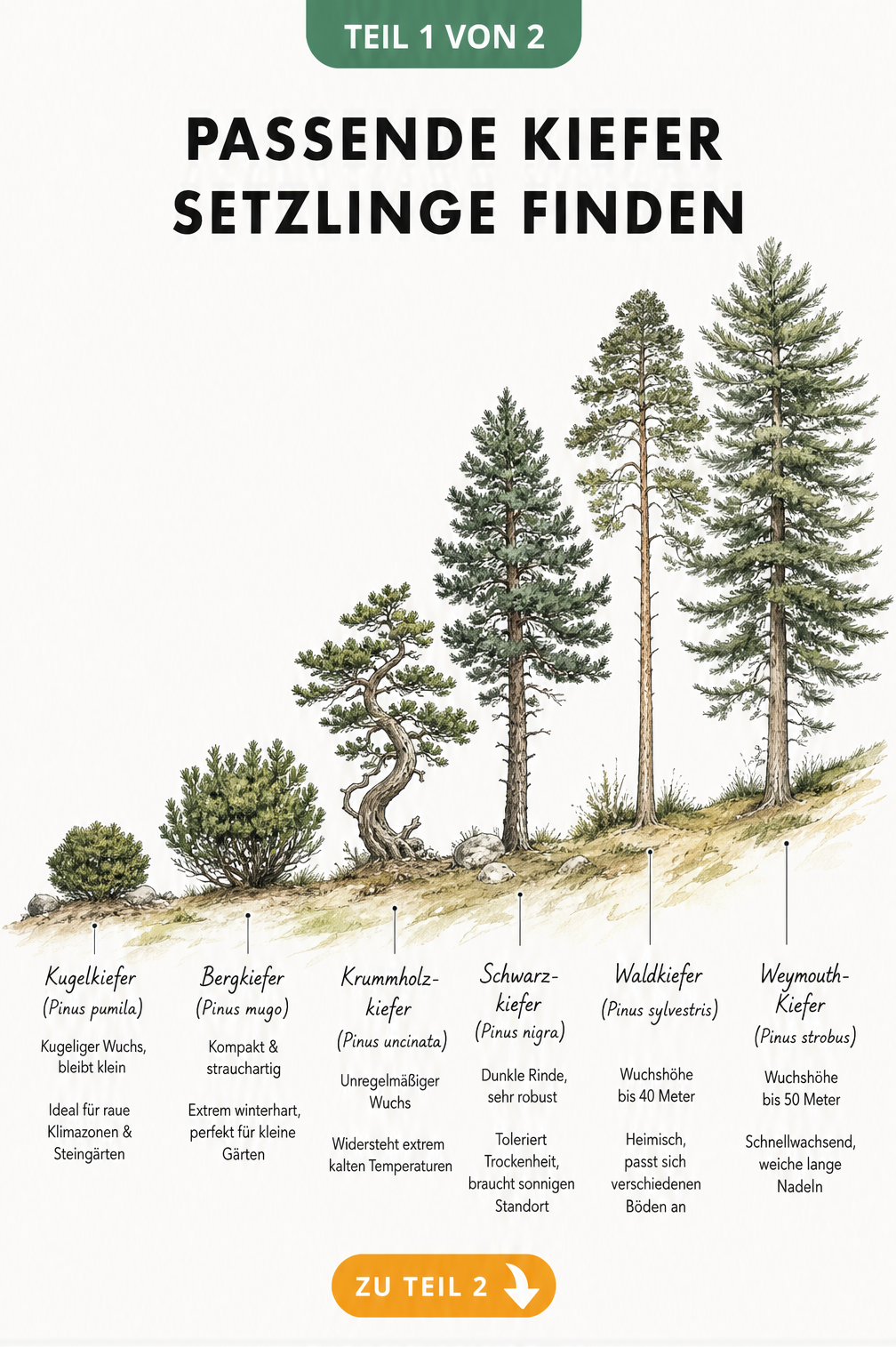Botanische Illustration von sechs Kiefernarten im Groessenvergleich, von der Kugelkiefer bis zur Weymouth-Kiefer.