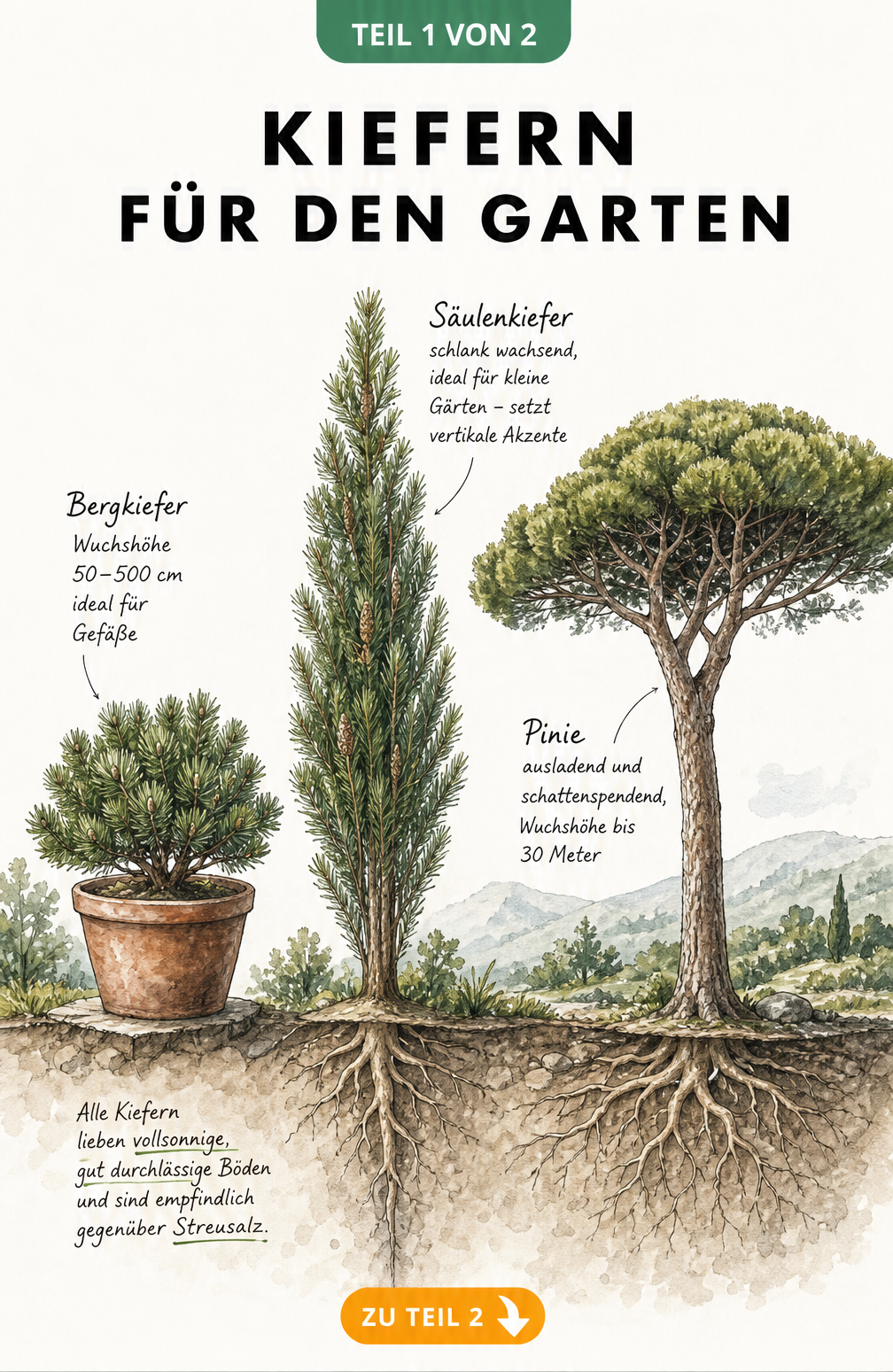 Botanische Skizze von drei Kiefernarten im Größenvergleich mit Darstellung des tiefen Wurzelsystems
