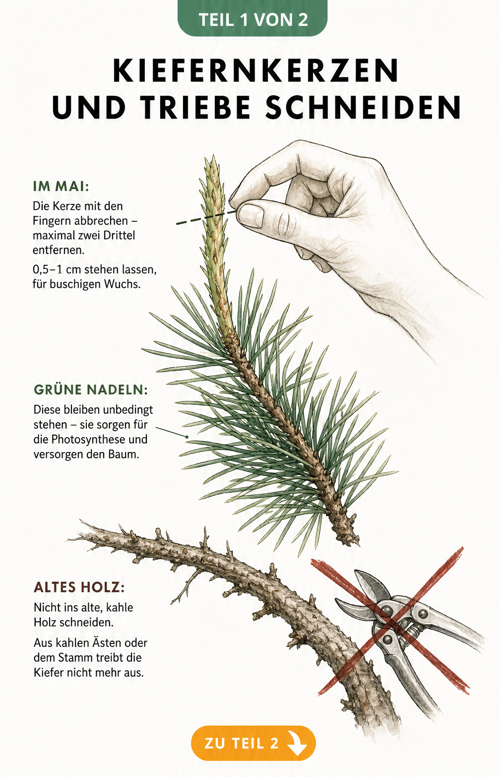 Illustration eines Kiefernzweigs, der das richtige Kürzen der hellgrünen Kiefernkerzen und den Erhalt der Nadeln zeigt