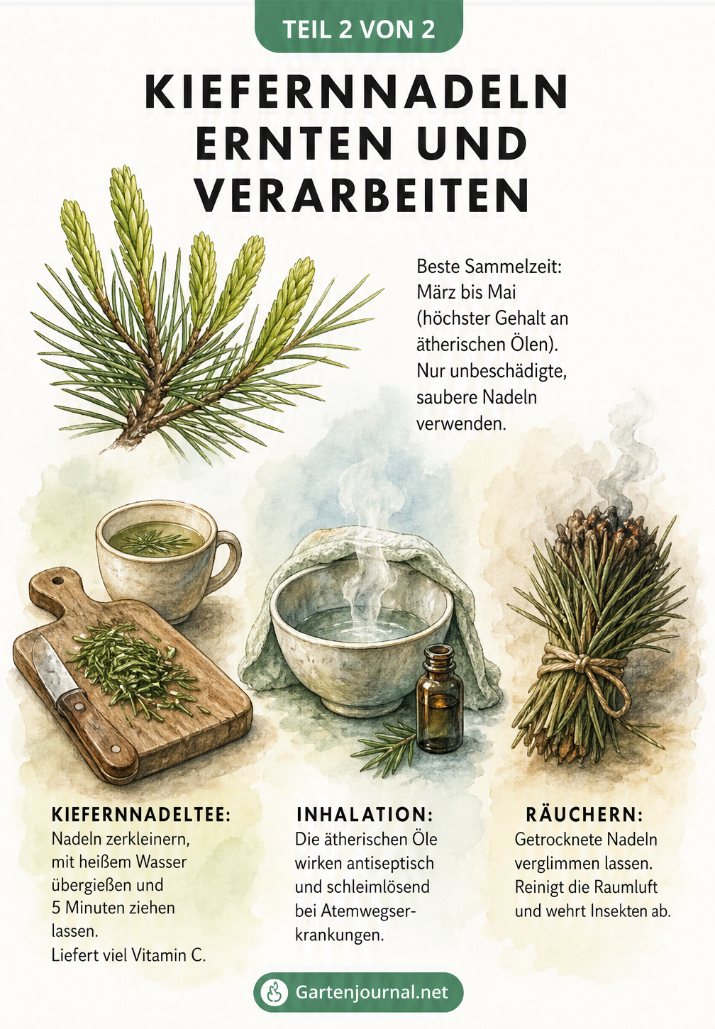 Illustration zur Ernte und Verarbeitung von Kiefernnadeln für Tee, Inhalation und Räuchern