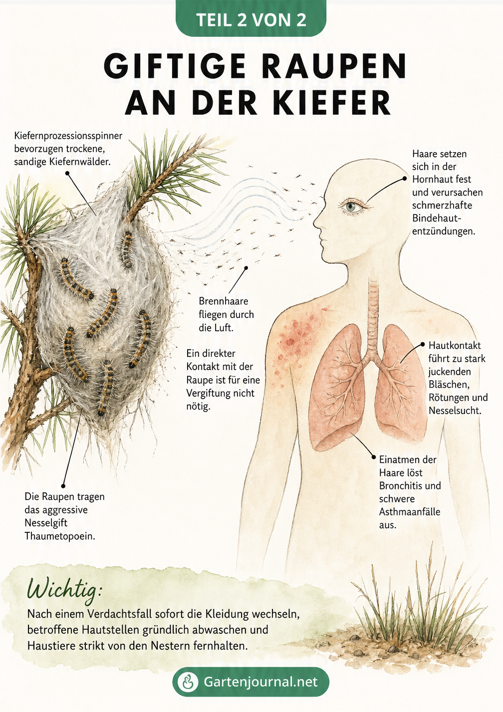 Illustration eines Kiefernzweigs mit einem Raupennest des Kiefernprozessionsspinners und den Auswirkungen der fliegenden Brennhaare auf Haut, Lunge und Augen.