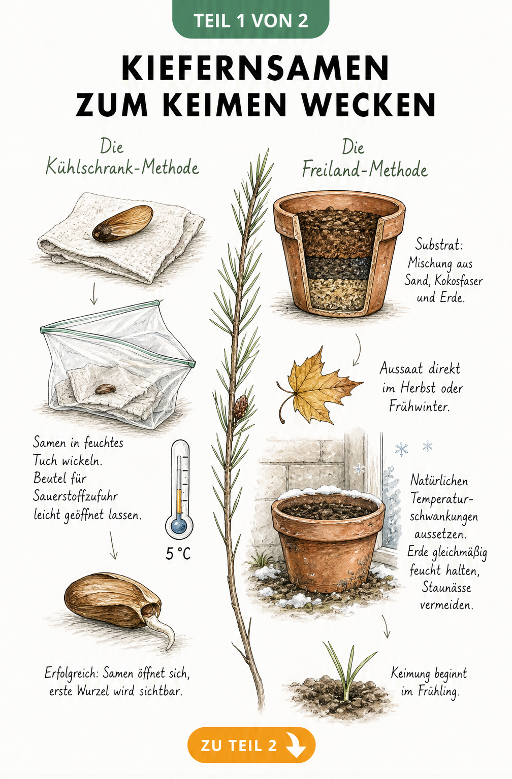 Illustration der Stratifizierung von Kiefernsamen im Kühlschrank und im Freiland