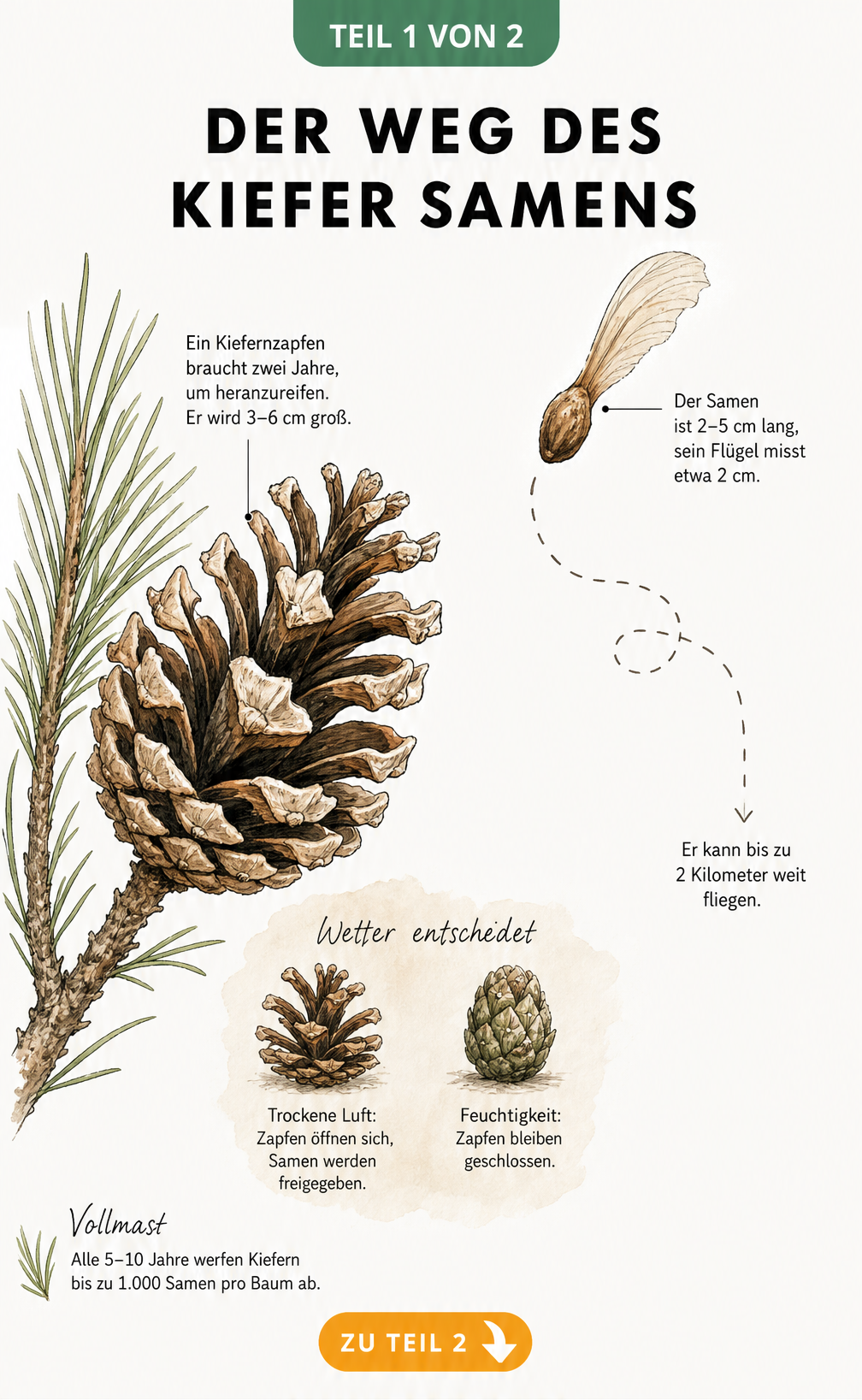 Botanische Illustration eines Kiefernzapfens mit fliegendem Samen und Fakten zu Größe, Flugweite und Entwicklungszeit.