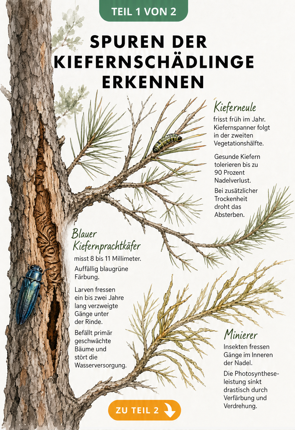 Illustration eines Kiefernastes mit Schadbildern von Rindenbrütern, Nadelfraß durch Raupen und Minierern