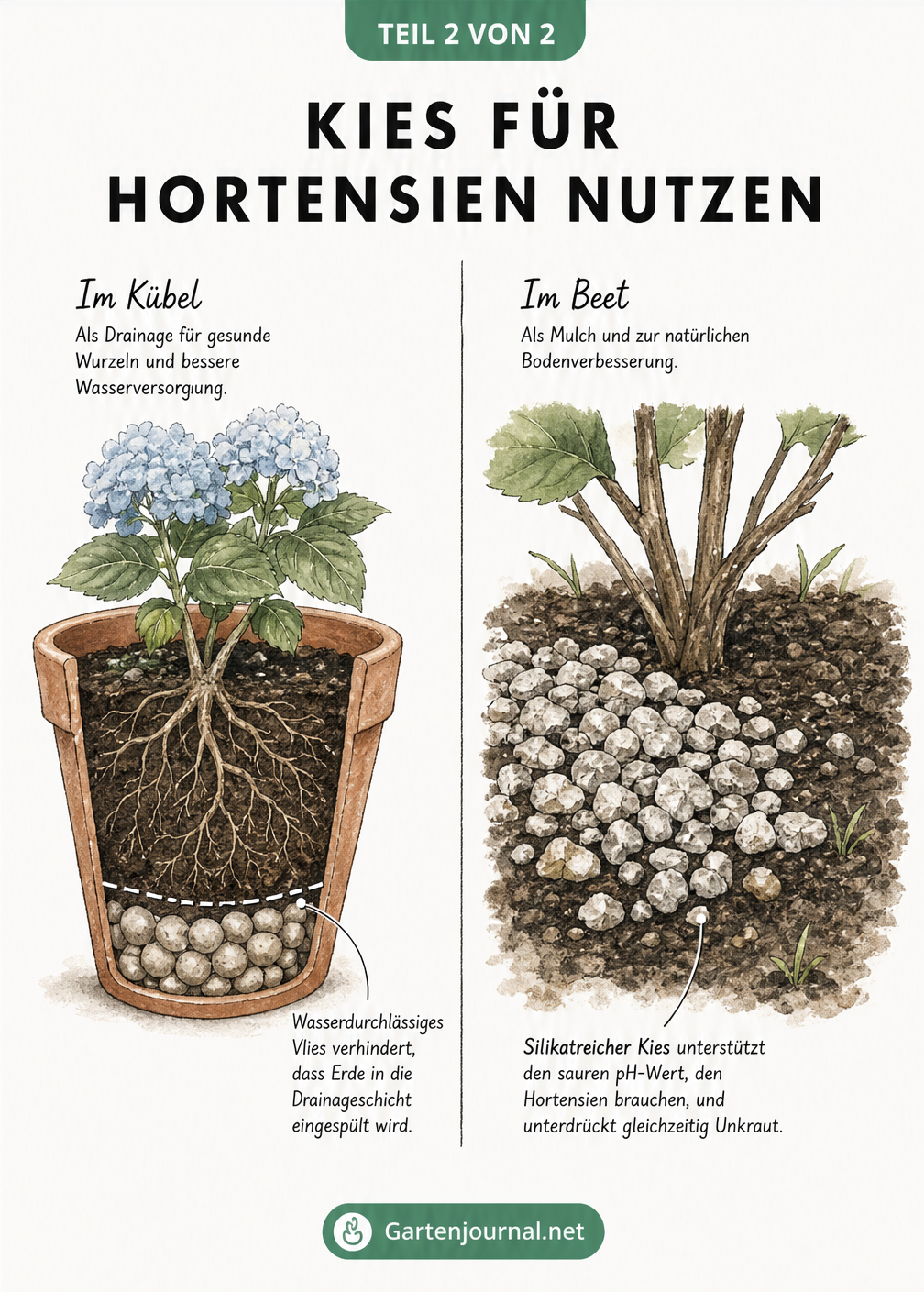 Zwei Anwendungsbeispiele für Kies bei Hortensien: Ein bepflanzter Terracotta-Kübel mit Drainageschicht und Vlies sowie eine Nahaufnahme von silikatreichem Kies...