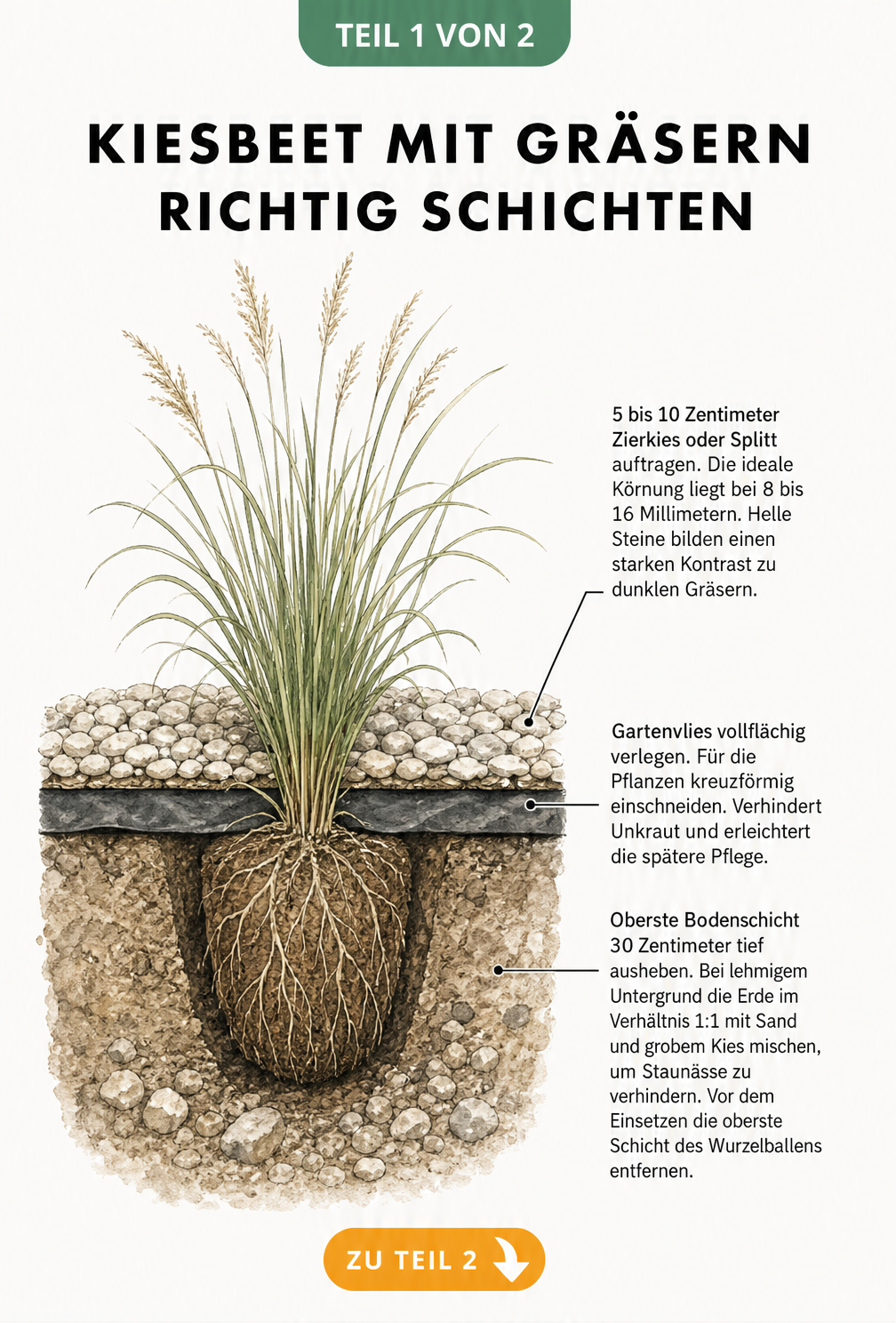 Illustration eines Kiesbeets mit verschiedenen Gräsern und Stauden, gestaffelt nach Wuchshöhe