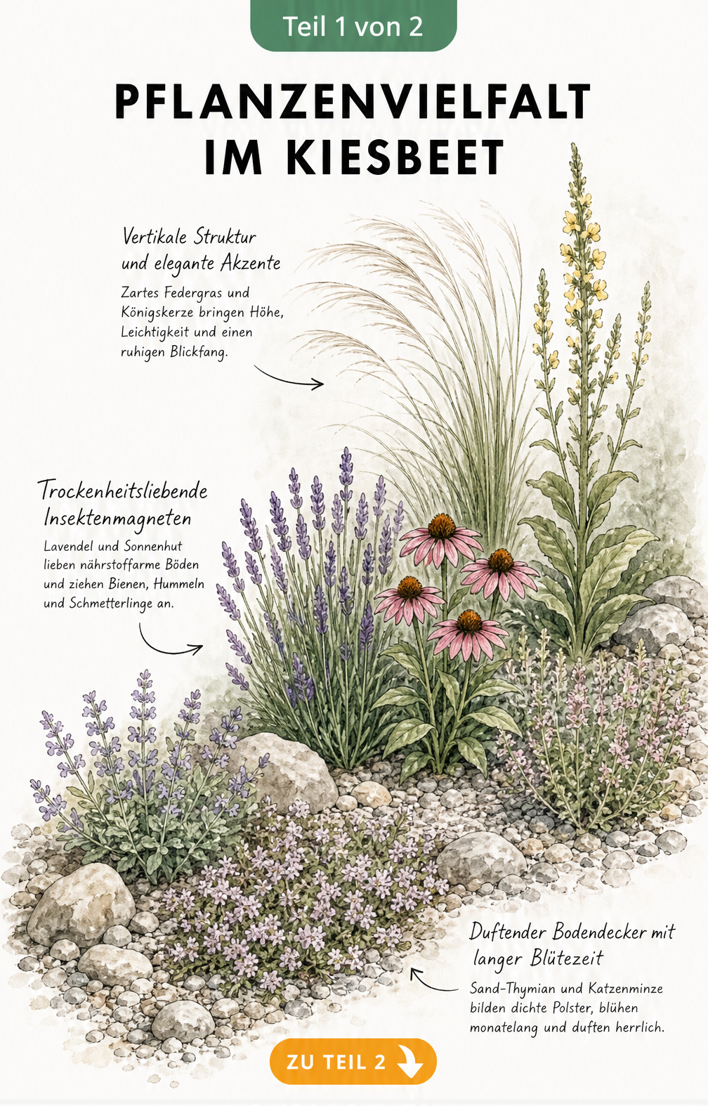Aquarell-Zeichnung eines Kiesbeets mit Sand-Thymian, Katzenminze, Lavendel, Sonnenhut, Federgras und Königskerze