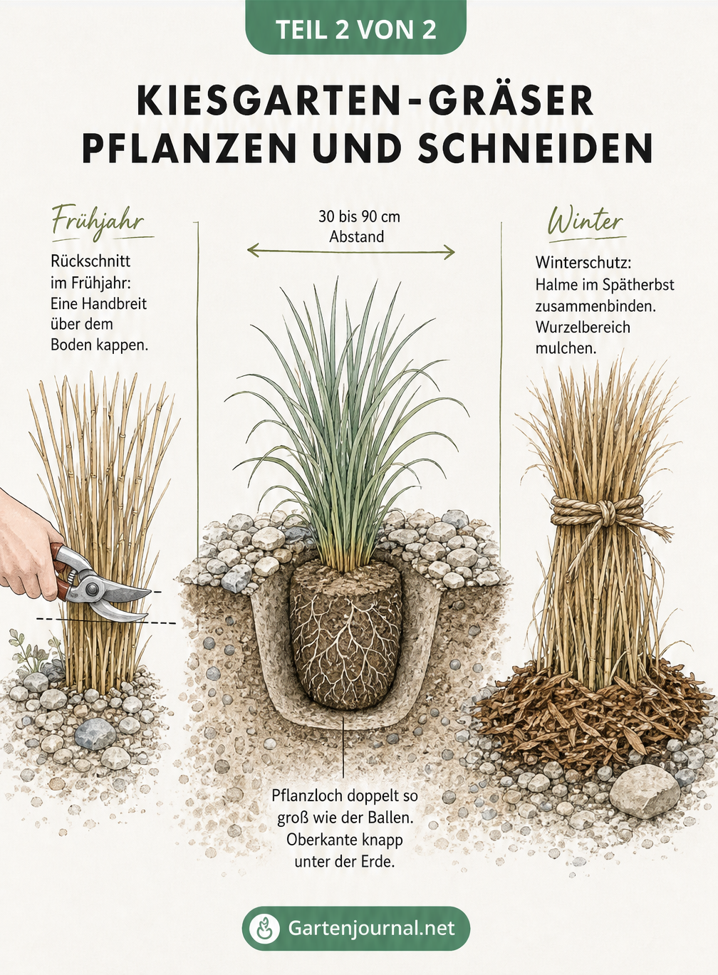 Schnittdarstellung eines gepflanzten Grases im Kiesgarten mit Hinweisen zu Pflanzloch, Rückschnitt im Frühjahr und Winterschutz.