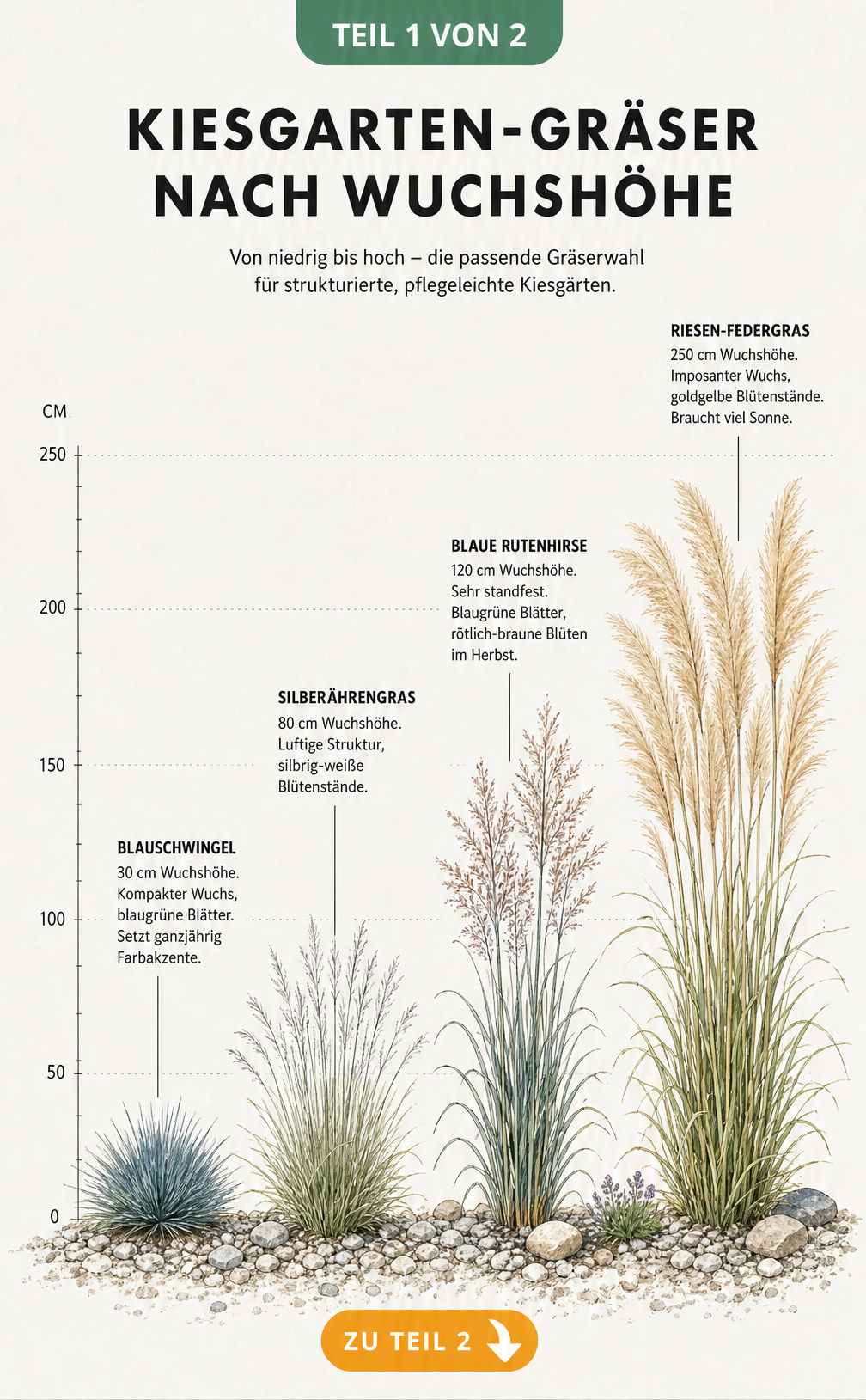 Illustration von vier Kiesgarten-Gräsern nach Wuchshöhe sortiert: Blauschwingel, Silberährengras, Blaue Rutenhirse und Riesen-Federgras.