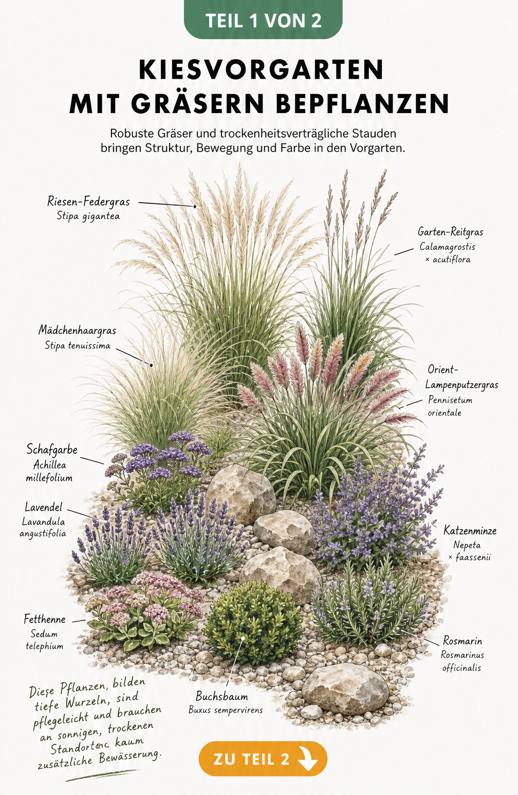 Illustration eines Kiesvorgartens mit Riesen-Federgras, Mädchenhaargras, Lavendel und Fetthenne zwischen Natursteinen