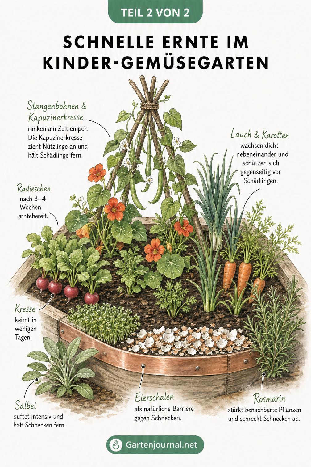 Illustration eines Kinderbeets mit Indianerzelt für Bohnen, Radieschen, Kresse und Schneckenabwehr