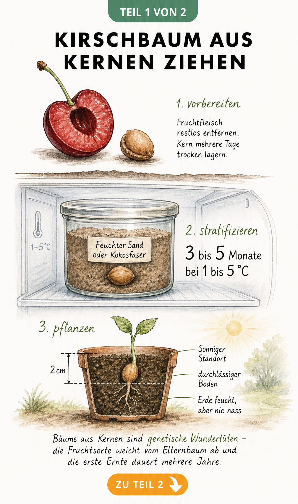 Illustration der Anzucht eines Kirschbaums aus einem Kern, von der Vorbereitung über die Stratifizierung im Kühlschrank bis zum Keimling im Topf.