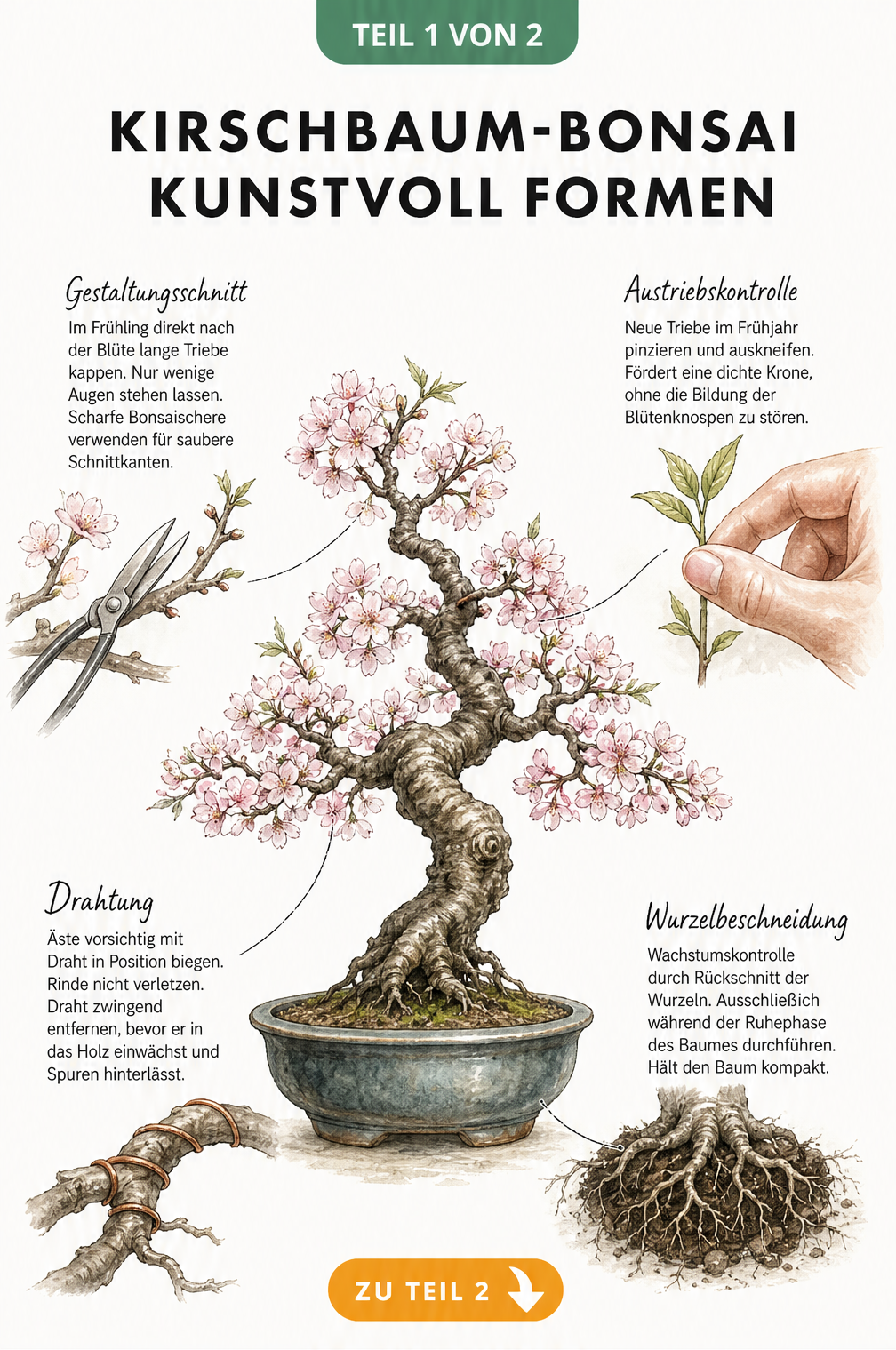Illustration eines Kirschbaum-Bonsais mit Detailzeichnungen zu Gestaltungsschnitt, Austriebskontrolle, Drahtung und Wurzelbeschneidung.