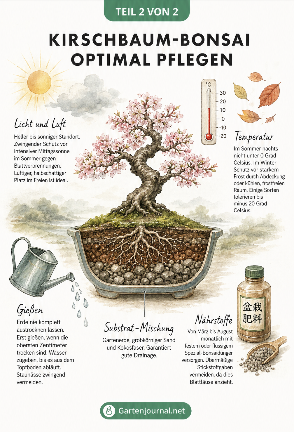 Aquarellierte Grafik zur Pflege eines Kirschbaum-Bonsais, die Licht, Temperatur, Substrat, Gießen und Nährstoffe zeigt.
