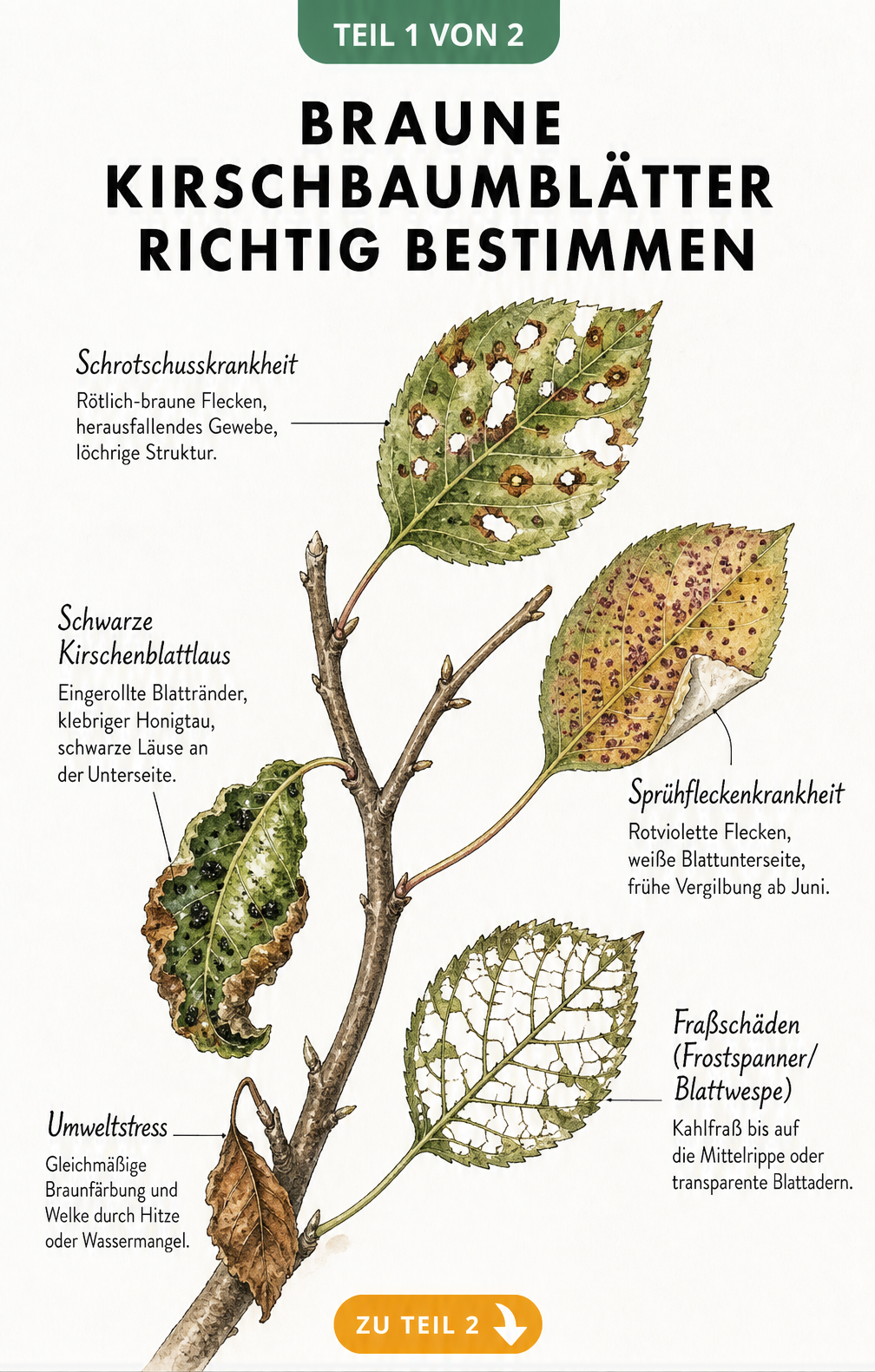 Illustration von fünf Kirschbaumblättern mit verschiedenen Schadbildern wie Schrotschusskrankheit, Sprühfleckenkrankheit, Blattläusen, Fraßschäden und...