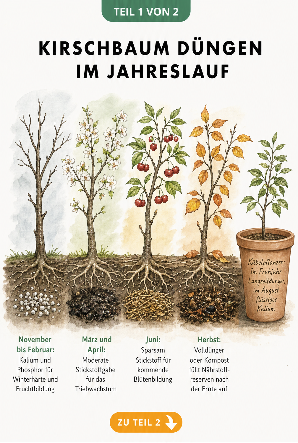 Botanische Illustration eines Kirschbaums im Jahreslauf mit Düngemaßnahmen an den Wurzeln