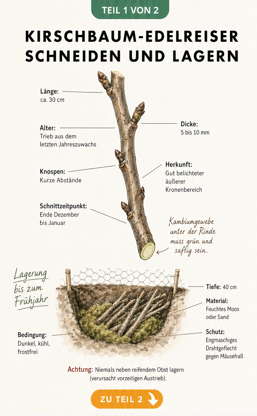 Aquarell-Zeichnung eines Kirschbaum-Edelreises mit Maßangaben und Darstellung der korrekten Lagerung in einer Erdgrube
