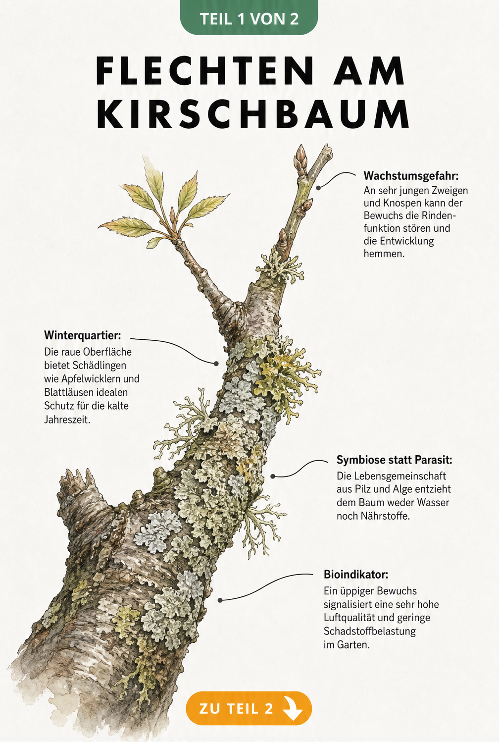 Botanische Illustration eines Kirschbaumastes mit Flechtenbewuchs und Erklärungen zu Symbiose, Bioindikator und Winterquartier für Schädlinge