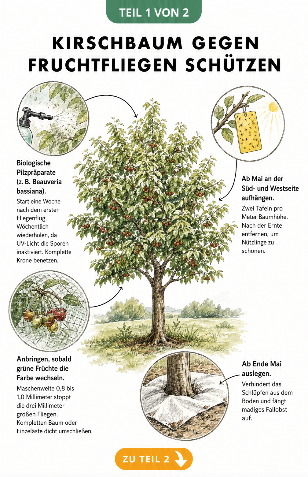 Illustration eines Kirschbaums mit vier Schutzmaßnahmen gegen Fruchtfliegen: Spritzen, Gelbtafeln, Netze und Bodenabdeckung.