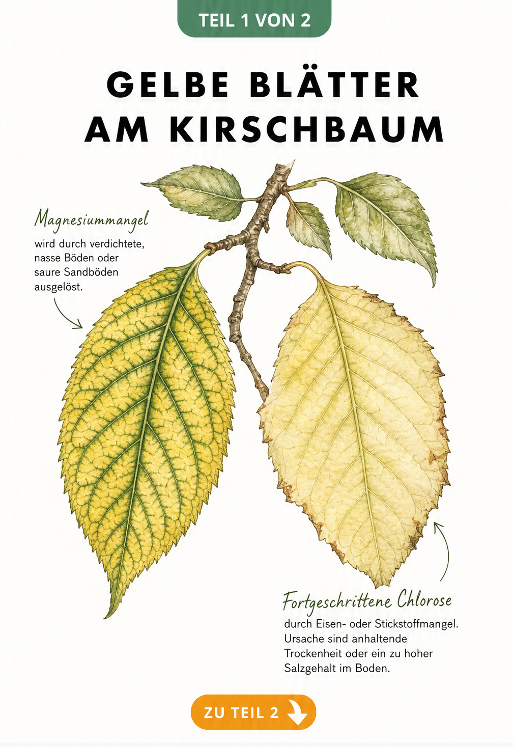 Zwei gezeichnete Kirschbaumblätter zeigen Schadbilder: links Magnesiummangel mit gelben Flächen und grünen Adern, rechts Chlorose mit blassgelbem Blatt.